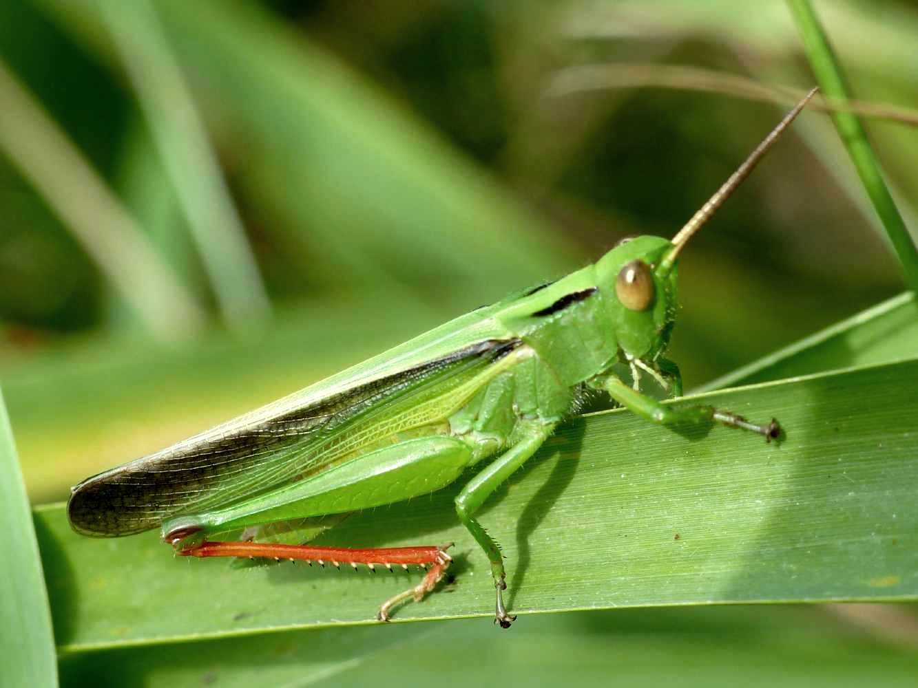 Acridiidae verde delle aree umide.